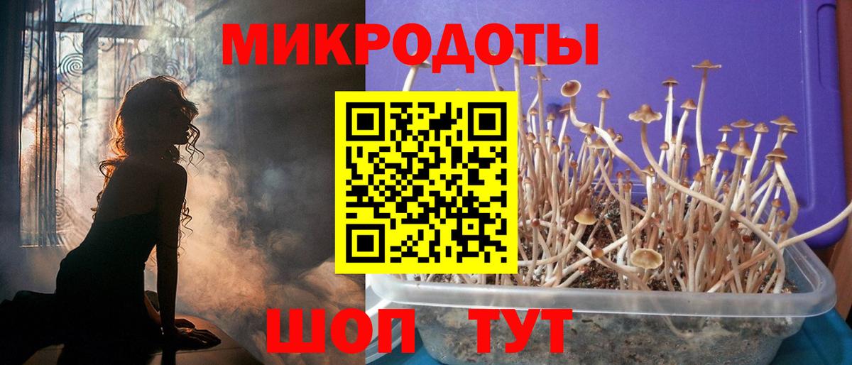 Псилоцибиновые грибы Psilocybe Пенза